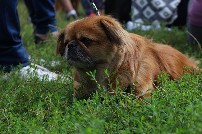 2016 streuobstwiese 2 treffen03